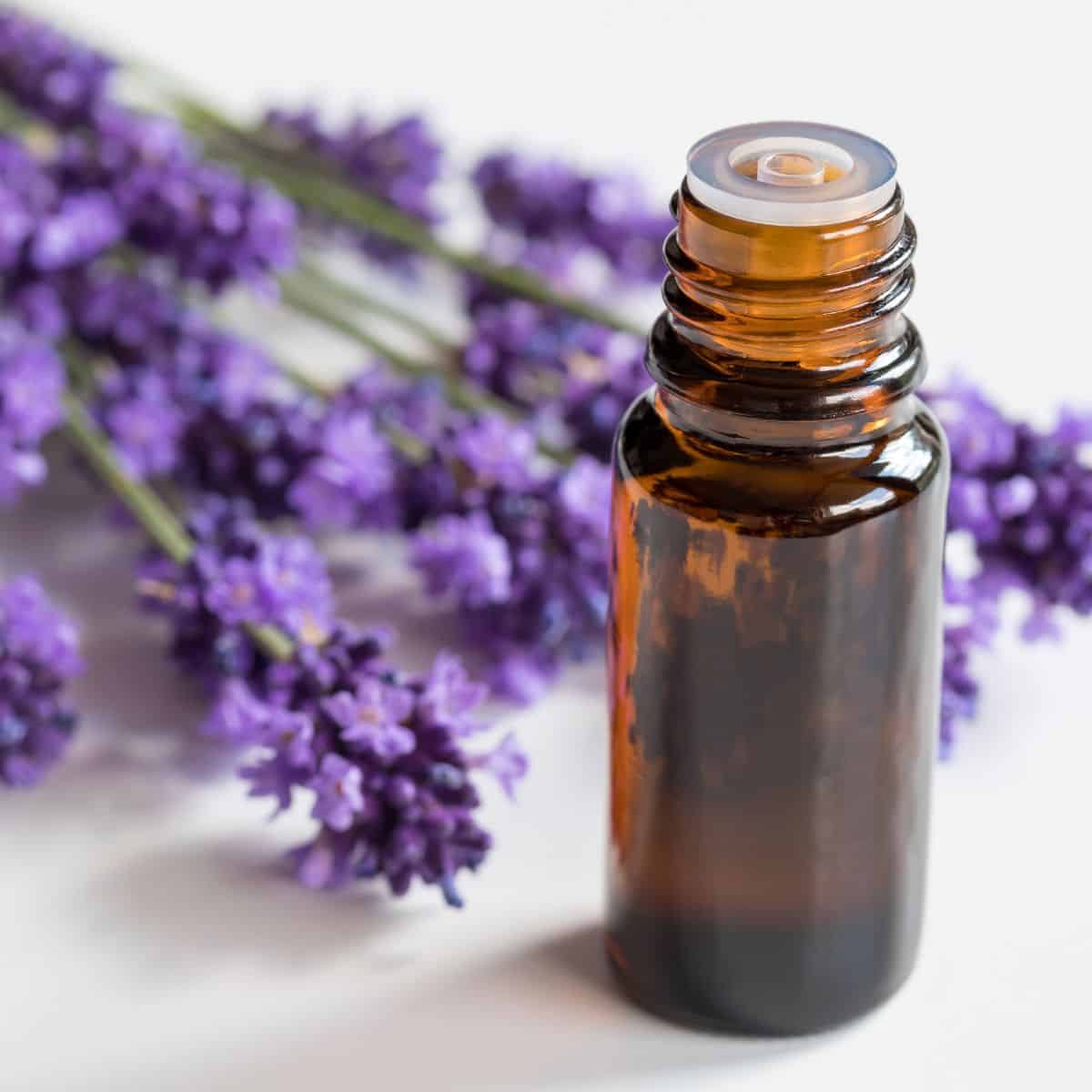 An essential oil dropper surrounded by lavender flowers.