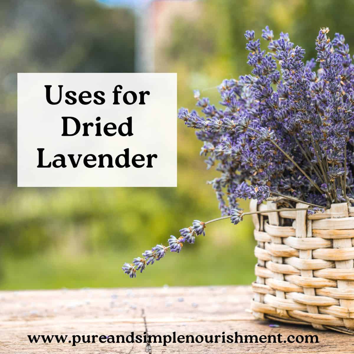 A basket of lavender flowers with the title Uses For Dried Lavender beside it.