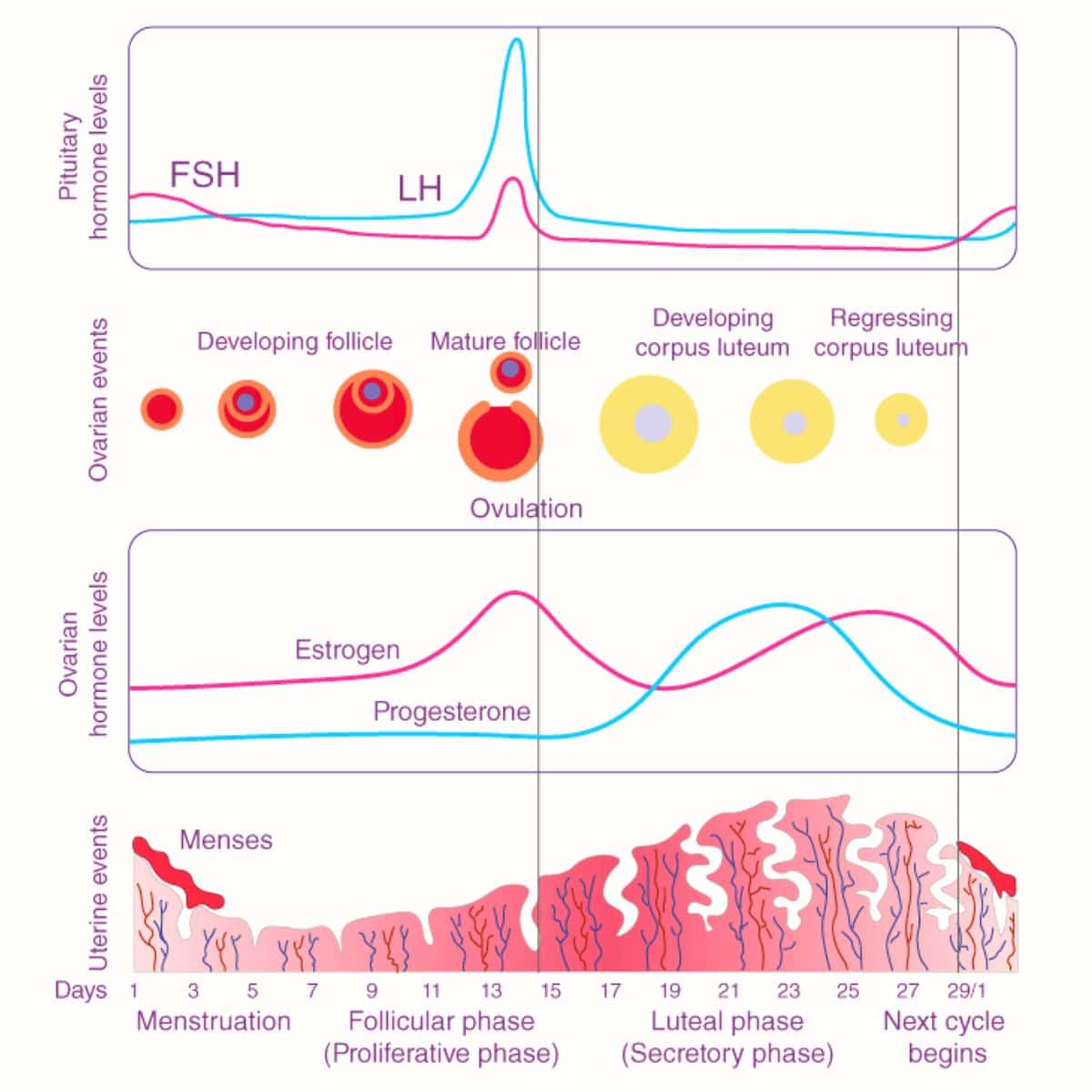 A graph of the menstrual cycle and its associated hormone changes. 